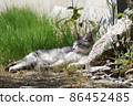 A cat that can't beat the warm sunlight and sleepiness 86452485