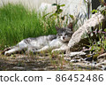 A cat relaxing in the sun 86452486