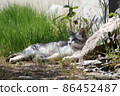 A cat spending time relaxing under the sunlight through the trees 86452487