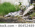 A cat that is drowsy 86452489