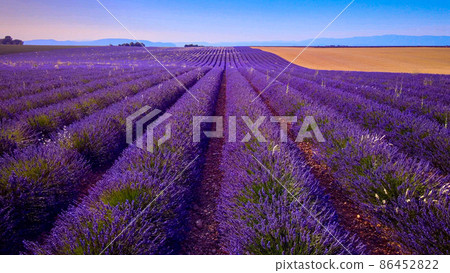 The lavender fields of Valensole Provence in France 86452822