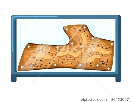 Ant farms isolated on white background. Frmicaria from wood. Ants in tunnels moving into terrarium. 86453097