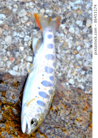 Amago of the Yogawa, a tributary of the Kiso River, where the red dots are clearly visible. Amago of the Yogawa, a tributary of the Kiso River, where the red dots are clearly visible. 86453174