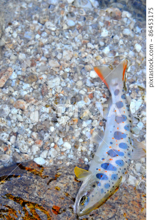 Amago of the Yogawa, a tributary of the Kiso River, where the red dots are clearly visible. Amago of the Yogawa, a tributary of the Kiso River, where the red dots are clearly visible. 86453175