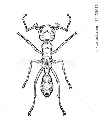 Ant. Vector illustration in graphic style isolated on white background. 86453616