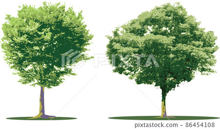 Tree / tree set Tree / tree set 86454108