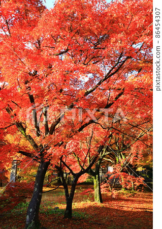 Seiryoji Temple in Autumn: Autumn Leaves and Prince Shotoku 86454307