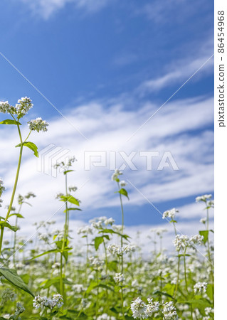 Soba flowers (Hiruzen Plateau) Soba flowers (Hiruzen Plateau) 86454968