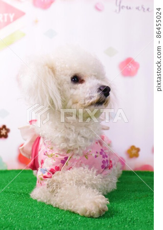 Bailey of Toy Poodle poses cutely like a chick 86455024