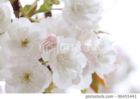 Shirota Shirota 86455441