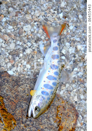 Amago of the Yogawa, a tributary of the Kiso River, where the red dots are clearly visible. 86455443
