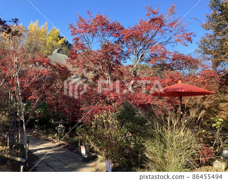 It is the autumn leaves of Tamonin, a temple in Tokorozawa City, Saitama Prefecture. It is the autumn leaves of Tamonin, a temple in Tokorozawa City, Saitama Prefecture. 86455494