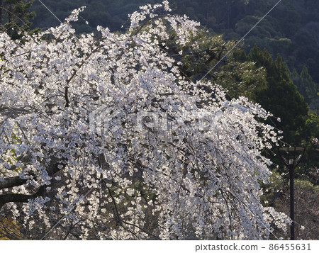 Weeping cherry blossoms in Maruyama Park, Kyoto 86455631