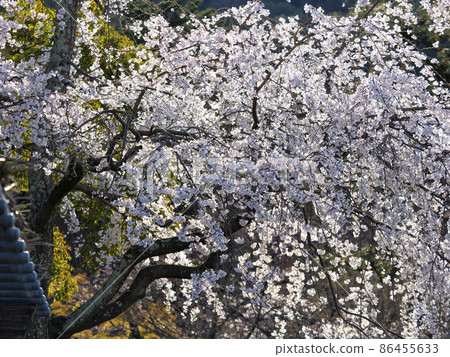 京都圓山公園的垂枝櫻花 86455633
