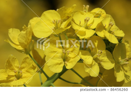 拍攝春天盛開的可愛黃色花朵的油菜花田 86456260