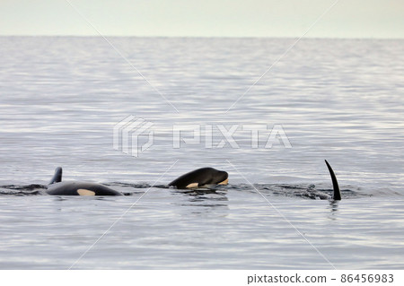 [Hokkaido] Wild orca migrating to the sea in Shiretoko (off the coast of Rausu, Hokkaido) 86456983