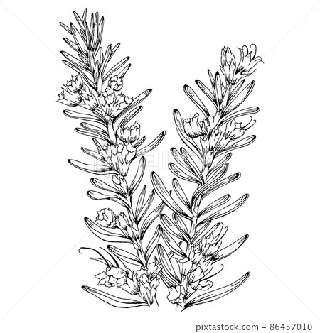 迷迭香手繪線條藝術插圖 迷迭香手繪線條藝術插圖 86457010