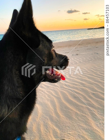 海和狗 海和狗 86457103
