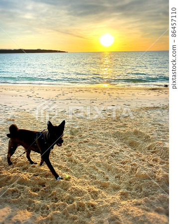 Sunset and a dog Sunset and a dog 86457110