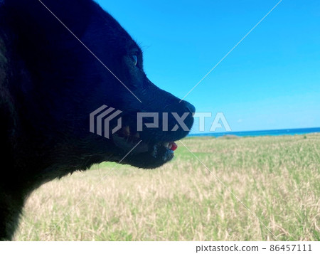 Countryside and dog Countryside and dog 86457111