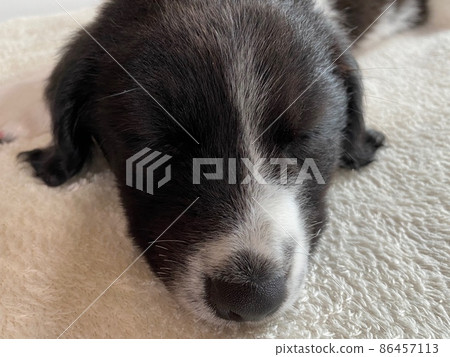 Puppy's sleeping face Puppy's sleeping face 86457113