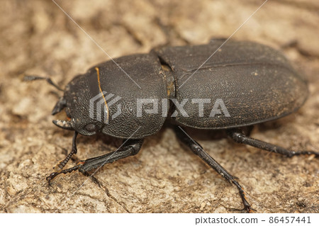 Closeup on a larger Mediterranean brown stag beetle, Dorcus parallelipipedus, sitting on wood in Southern France Closeup on a larger Mediterranean brown stag beetle, Dorcus parallelipipedus, sitting on wood in Southern France 86457441