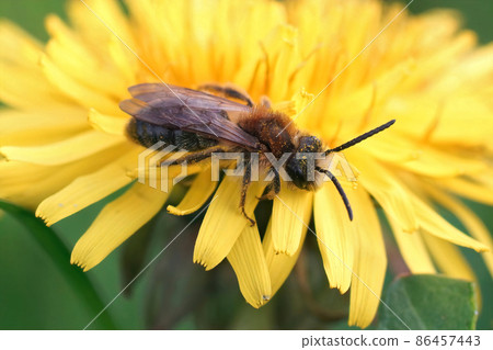 Closeup on a hairy female Grey patched mining bee Andrena nitida, sitting on a yellow dandelion , Taraxacum officinale, flower in the field Closeup on a hairy female Grey patched mining bee Andrena nitida, sitting on a yellow dandelion , Taraxacum officinale, flower in the field 86457443