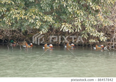 鴛鴦進行曲 86457842