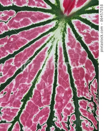 Beautiful purple, green and white caladium plants on nature. 86457858