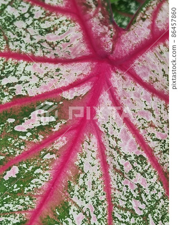 Beautiful purple, green and white caladium plants on nature. 86457860