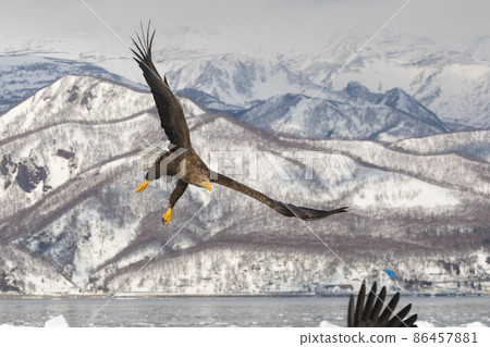 知床半島的流冰和白尾鷹（北海道羅臼附近） 86457881