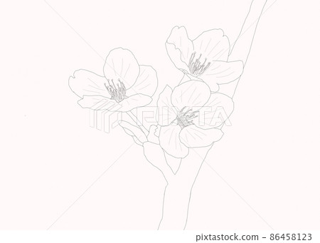 Sakura 3 wheels Yoshino cherry tree pen drawing simple Sakura 3 wheels Yoshino cherry tree pen drawing simple 86458123