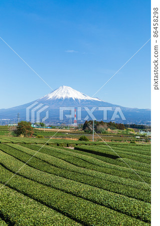 “靜岡縣”富士山和茶園 “靜岡縣”富士山和茶園 86458298