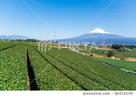 “靜岡縣”富士山和茶園 86458299
