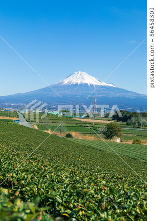 “靜岡縣”富士山和茶園 “靜岡縣”富士山和茶園 86458301