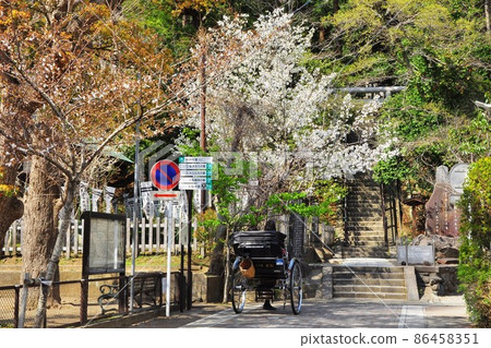 Kamakura City Yoritomo's grave stone steps, cherry blossoms in full bloom, tourist rickshaw and tourist information board 86458351
