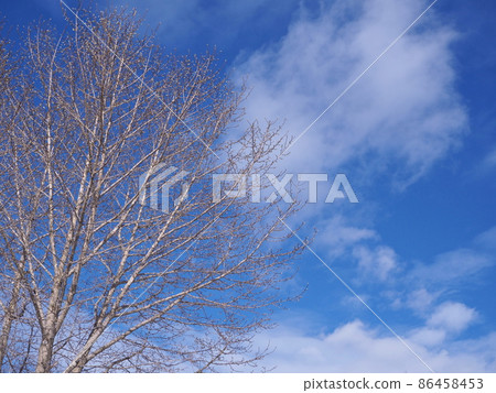 Okuhida Onsenkyo Trees in Winter Okuhida Onsenkyo Trees in Winter 86458453