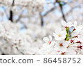 Spring Ranman-Sakura 016 in full bloom in the blue sky (horizontal) 86458752