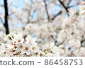 Spring Ranman-Sakura 017 (horizontal) in full bloom in the blue sky 86458753