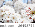 Spring Ranman-Sakura 018 (horizontal) in full bloom in the blue sky 86458754