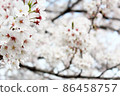 Spring Ranman-Sakura in full bloom in the blue sky 019 (horizontal) 86458757