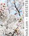 Spring Ranman-Sakura 020 in full bloom in the blue sky (vertical) 86458758