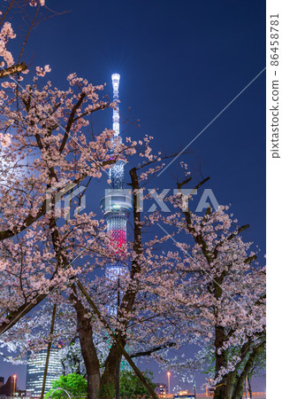 "Tokyo" Tokyo Sky Tree and Sumida Park Night Cherry Blossom Spring "Tokyo" Tokyo Sky Tree and Sumida Park Night Cherry Blossom Spring 86458781
