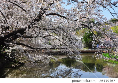Kamakura City Tsurugaoka Hachimangu Genji Pond and cherry blossoms in full bloom Kamakura City Tsurugaoka Hachimangu Genji Pond and cherry blossoms in full bloom 86459167