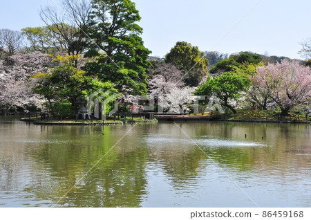 Kamakura City Tsurugaoka Hachimangu Genji Pond and cherry blossoms in full bloom Kamakura City Tsurugaoka Hachimangu Genji Pond and cherry blossoms in full bloom 86459168