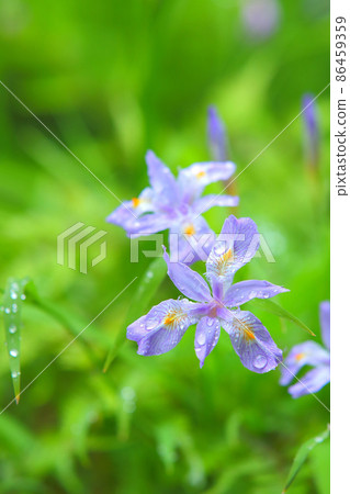 鳶尾花 satoyama 春天的花朵 鮮花 野草 86459359
