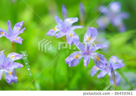 鳶尾花里山春花野草 鳶尾花里山春花野草 86459361