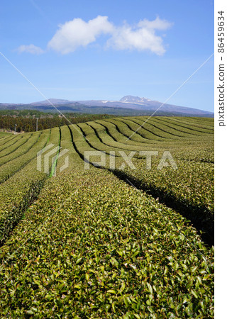 道順道元 86459634