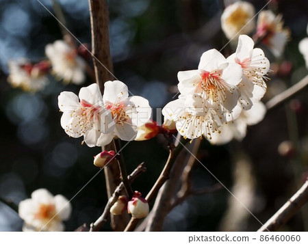 陽光下的單白梅花(白梅花有芽有花) 陽光下的單白梅花(白梅花有芽有花) 86460060