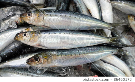魚店裡排列著新鮮、肥美、肥美的沙丁魚 86460173